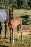 Lockhart Sport Horses