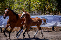 Breeding Studs